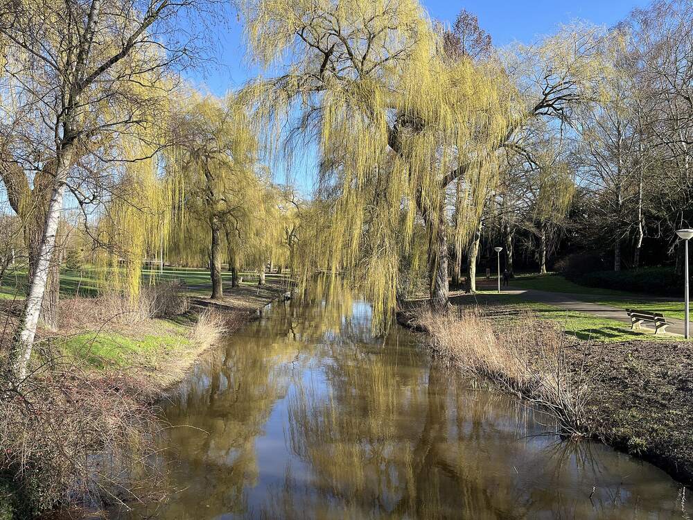 Een treurwilg boven de Dommel in de Eindhovense wijk Elzent-Zuid