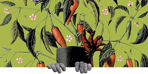 Chili Fest — Uitgaan in Eindhoven